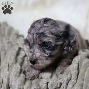 Ringo, Cavapoo Puppy